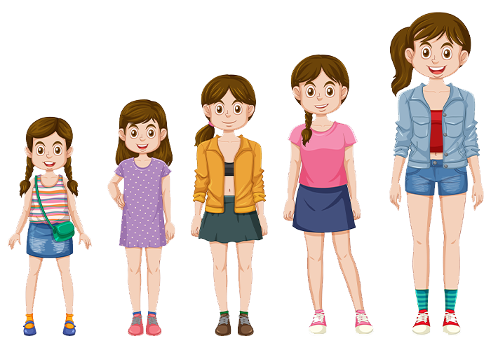 etapas crecimiento-1