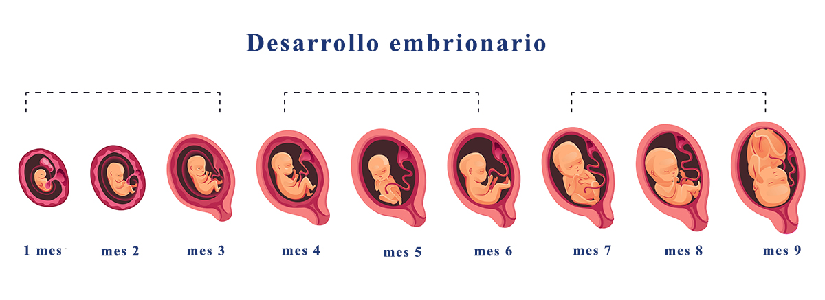 Embryo month stage growth, fetal development vector flat infographic icons. Medical illustration of foetus cycle from 1 to 9 month to birth and combined into trimesters